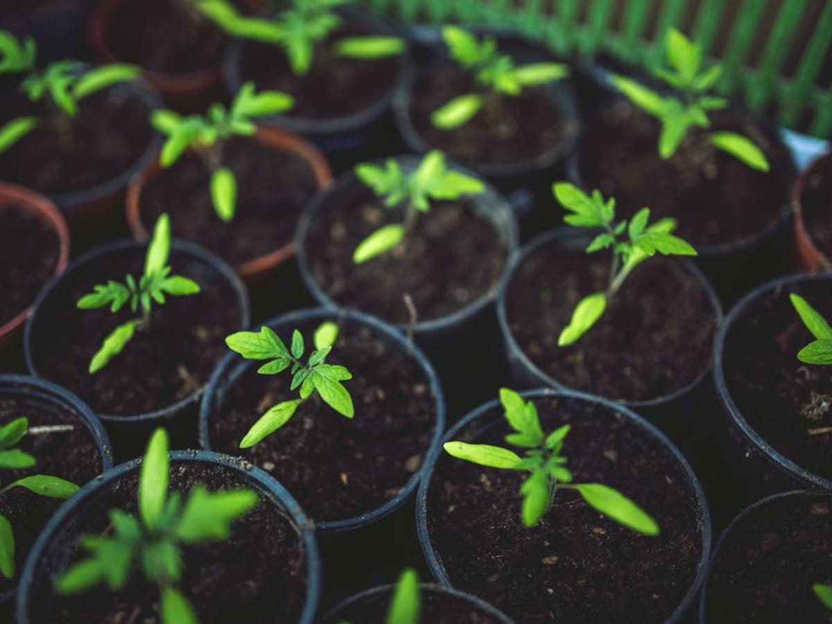 Horticulture & Agriculture products from Cernol Chemicals