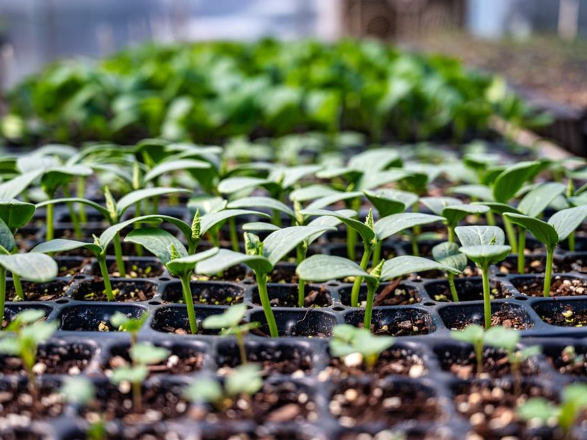 Nurseries & Horticulture in Namibia — supplied by Cernol Chemicals